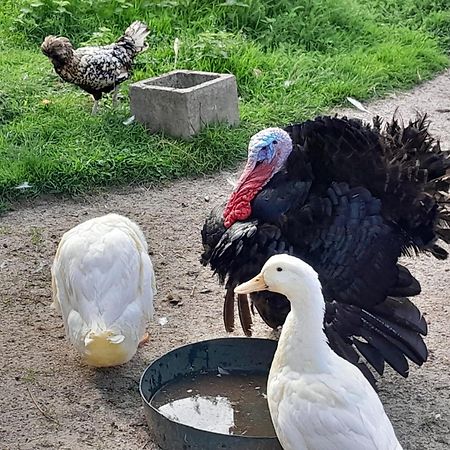 Hotel Le Paddock Du Val De Lys Blessy Zewnętrze zdjęcie
